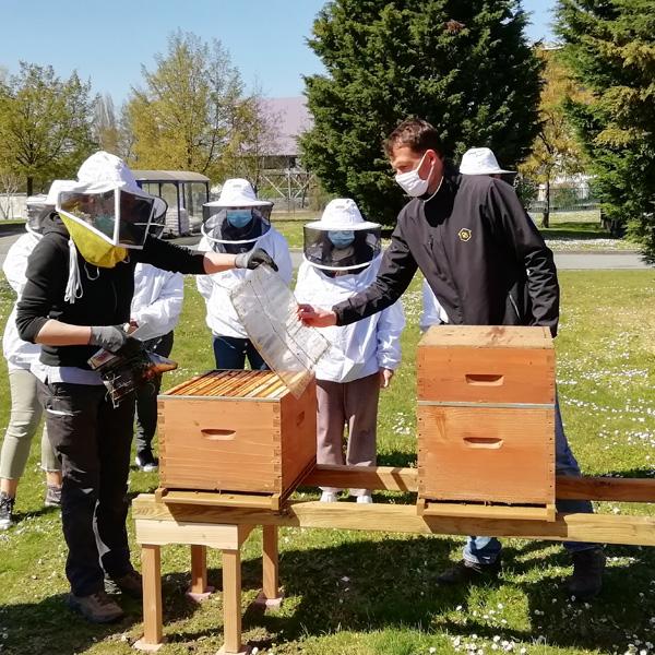 Beekeeping At Paragon Site
